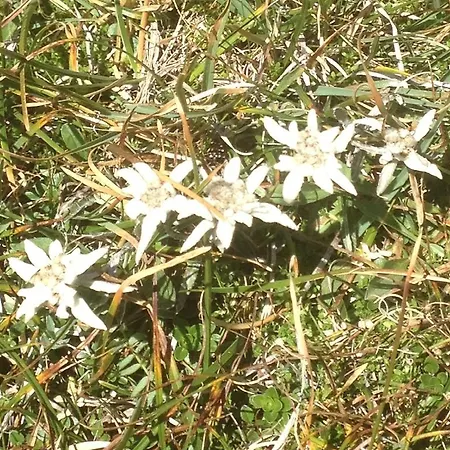 Christina זאלבך הינטרגלם